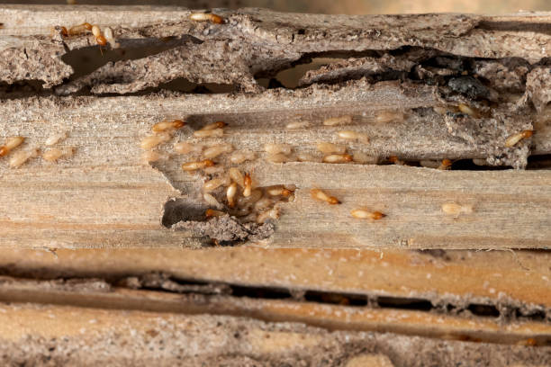 Best Commercial Pest Control Services  in Northridge, OH